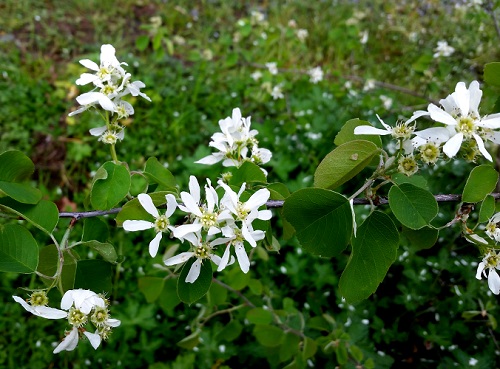 SERVICEBERRY SEEDLINGS (Amelanchier alnifolia)