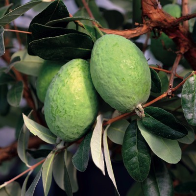 TAKAKA (TM)  PINEAPPLE GUAVA (Feijoa sellowiana)