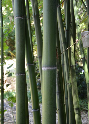 GIANT TIMBER SPREADING BAMBOO (Phyllostachys vivax)