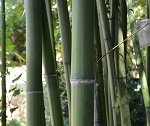 GIANT TIMBER SPREADING BAMBOO (Phyllostachys vivax)