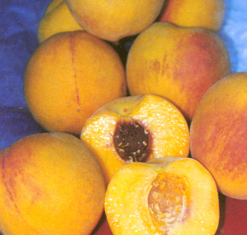 VETERAN PEACH (Amygdalus persica)