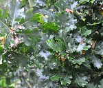 OREGON WHITE OAK (Quercus garryana)