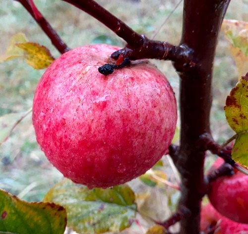 YARLINGTON MILL CIDER APPLE (Malus pumila)