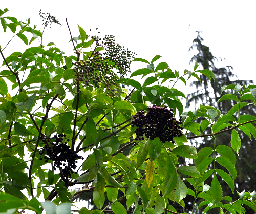 ADAMS ELDERBERRY (Sambucus canadensis)