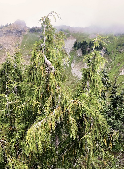 ALASKA CEDAR (NOOTKA CYPRESS) (Callitropsis nootkatensis)