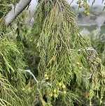 ALASKA CEDAR (NOOTKA CYPRESS) (Callitropsis nootkatensis)