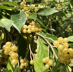 AMBER (tm) AUTUMN OLIVE (Elaeagnus umbellata)