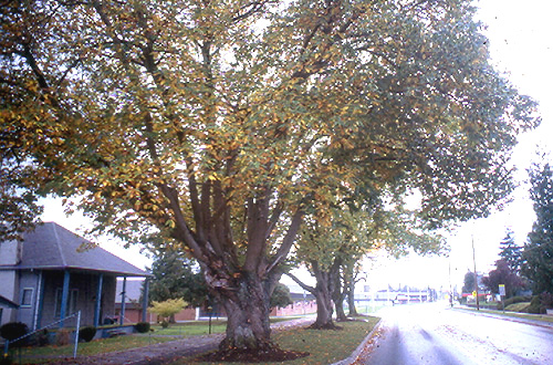 AMERICAN CHESTNUT (Castanea dentata)