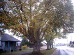 AMERICAN CHESTNUT (Castanea dentata)