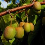 ANANASNAYA FEMALE HARDY KIWI (Actinidia arguta)