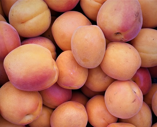 HARCOT APRICOT (Armeniaca vulgaris)