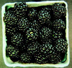 COLUMBIA STAR BLACKBERRY (Rubus laciniatus)