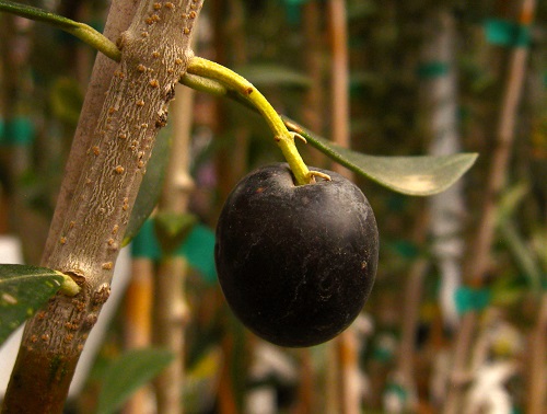 NIKITA JUBILEE OLIVE (Olea europaea)