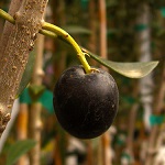 NIKITA JUBILEE OLIVE (Olea europaea)