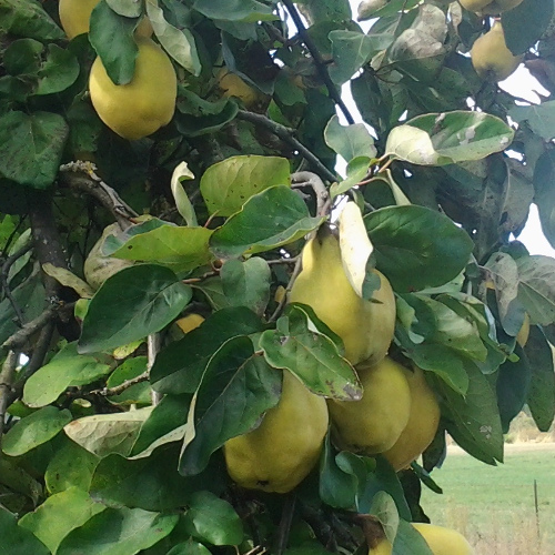 AROMATNAYA QUINCE (Cydonia oblonga)