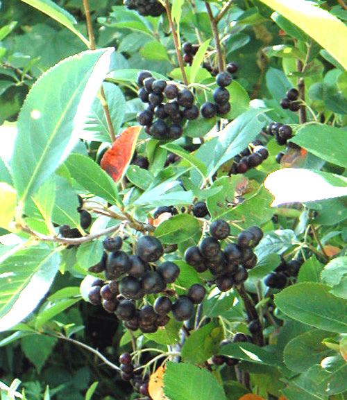 ARONIA SEEDLINGS (Aronia melanocarpa)