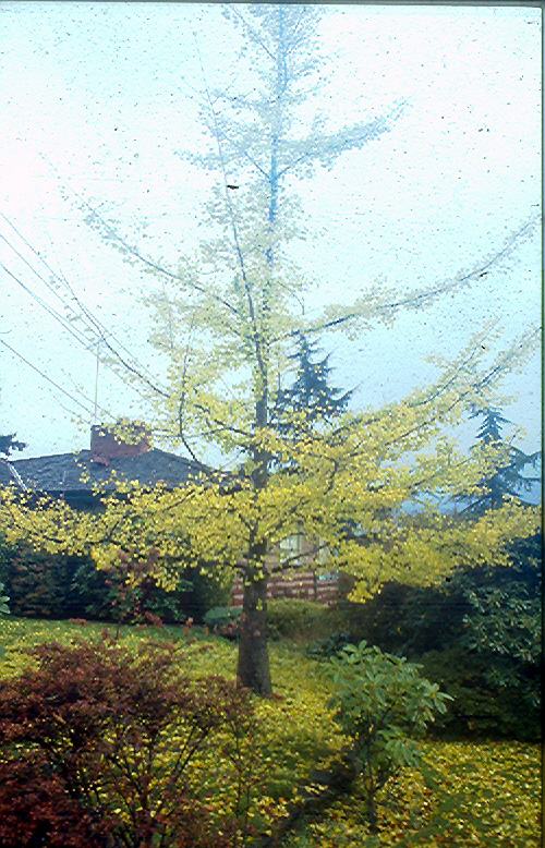 AUTUMN GOLD MALE GINKGO (Ginkgo biloba)