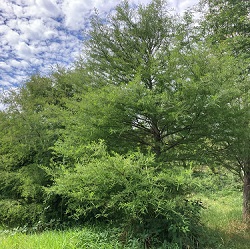 Bald Cypress Trees