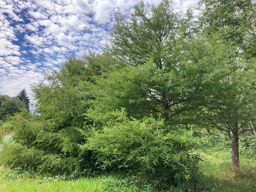 BALD CYPRESS SEEDLING (Taxodium distichum)