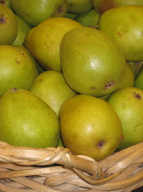 BARTLETT EUROPEAN PEAR (Pyrus communis)