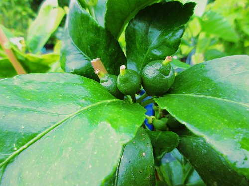 BEARSS LIME CITRUS (Citrus latifolia)