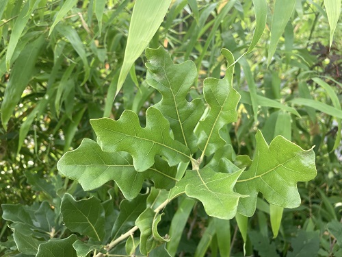 ROCKY MOUNTAIN WHITE OAK (Quercus gambelii)