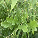 ROCKY MOUNTAIN WHITE OAK (Quercus gambelii)