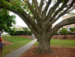 EUROPEAN BEECH (Fagus sylvatica)