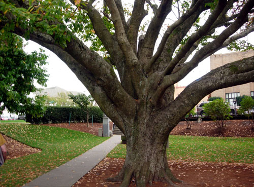 EUROPEAN BEECH (Fagus sylvatica)