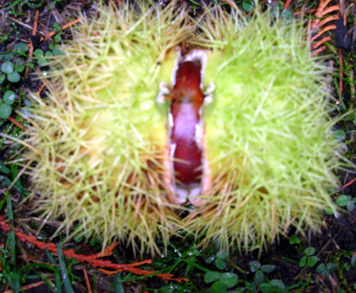 BELLE EPINE CHESTNUT (Castanea crenata x sativa)