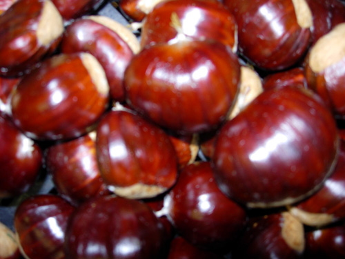 BELLE EPINE CHESTNUT SEEDS (Castanea crenata x sativa)