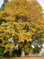 BIG LEAF MAPLE (Acer macrophyllum)