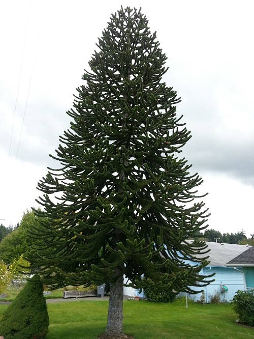 Monkey Puzzle Tree (Araucaria araucana)