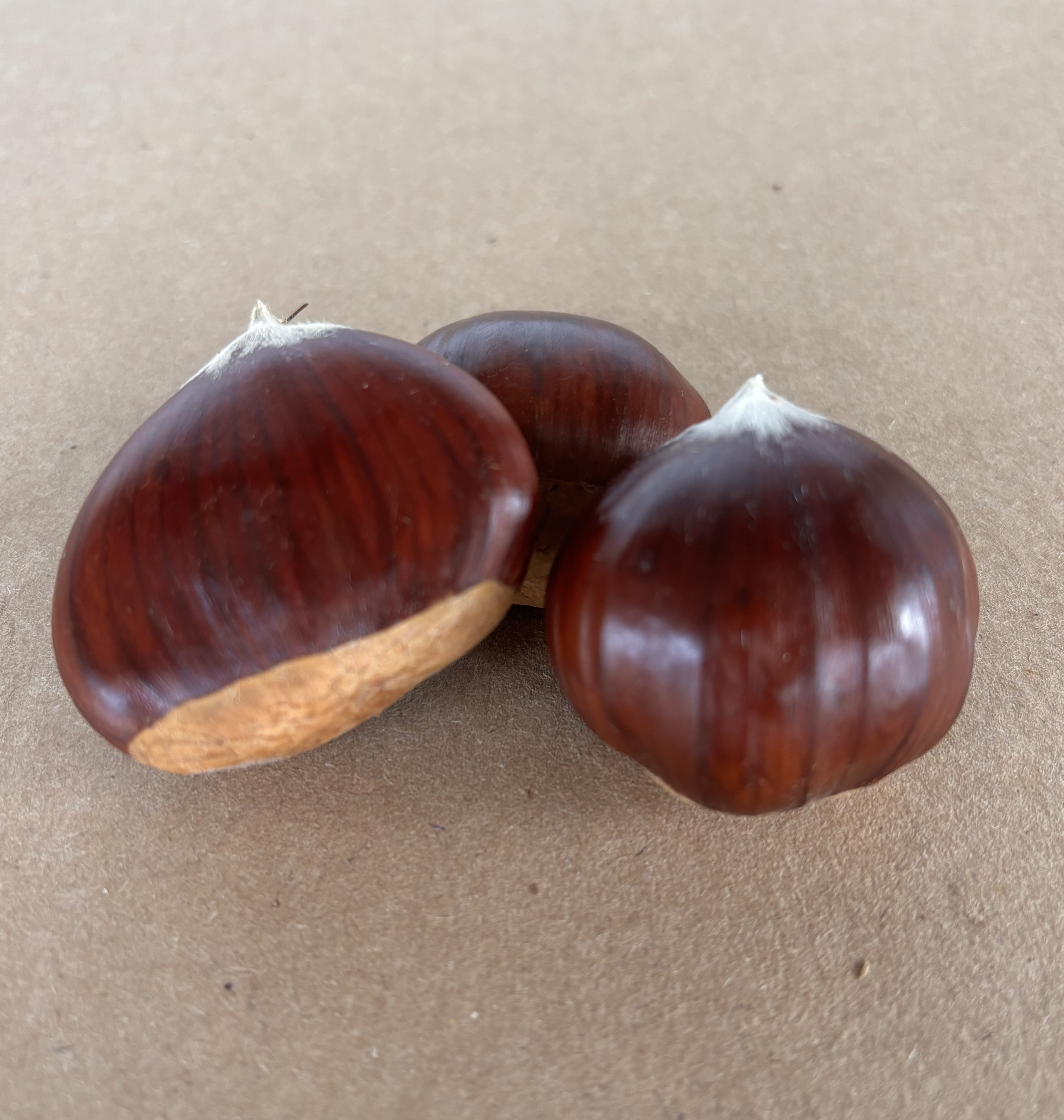 BISALTA NO.2 CHESTNUT (Castanea sativa x crenata)