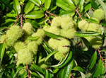 BISALTA NO. 3 CHESTNUT (Castanea sativa x crenata)