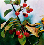 BITTER CHERRY  (Prunus emarginata)