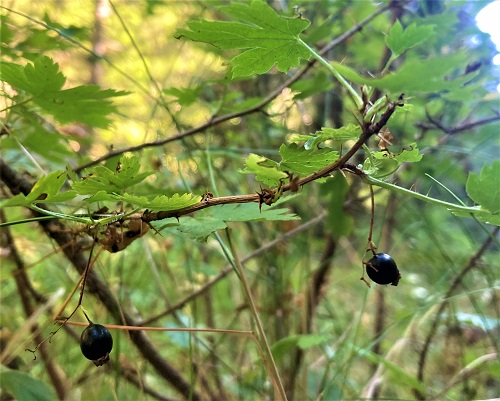 BLACK GOOSEBERRY (Ribes divaricatum)