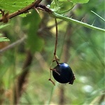 BLACK GOOSEBERRY (Ribes divaricatum)