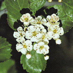 Hawthorn Trees