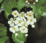 BLACK HAWTHORN (Crataegus douglasii)