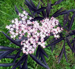 BLACK LACE ELDERBERRY (Sambucus nigra)