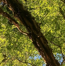 Locust Trees