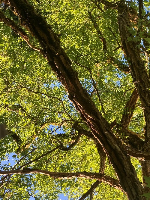 BLACK LOCUST (Robinia pseudoacacia)