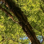 BLACK LOCUST (Robinia pseudoacacia)