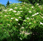 YORK ELDERBERRY (Sambucus canadensis)