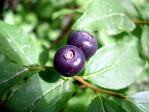 MOUNTAIN HUCKLEBERRY (Vaccinium membranaceum)