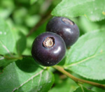 MOUNTAIN/BLACK HUCKLEBERRY (Vaccinium membranaceum)