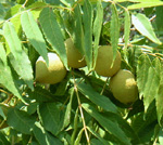 BLACK WALNUT SEEDLINGS (Juglans nigra)