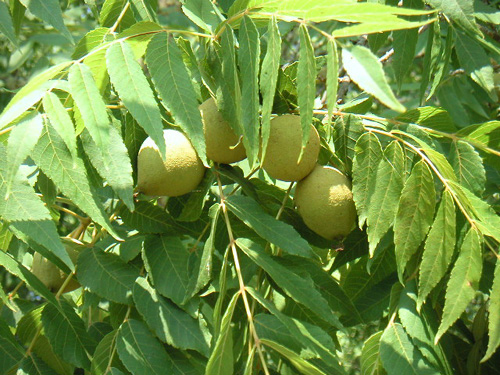 BOELLNER BLACK WALNUT (Juglans nigra)