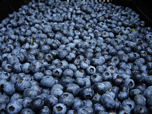 Certified Organic Blueberries- frozen